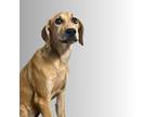Adopt Kia a Brown/Chocolate Black Mouth Cur / Mixed dog in Bartlesville