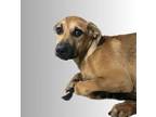 Adopt Audi a Brown/Chocolate Black Mouth Cur / Mixed dog in Bartlesville