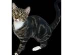 Adopt Perla a Brown Tabby Domestic Shorthair (short coat) cat in Flushing