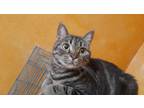 Adopt Bella a Spotted Tabby/Leopard Spotted Egyptian Mau cat in Manchester