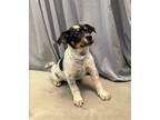 Adopt Bubble Gum a White - with Black Mixed Breed (Medium) / Mixed dog in