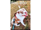 Adopt Boo Boo a Tan/Yellow/Fawn - with White American Pit Bull Terrier /
