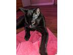 Adopt Batman a All Black Domestic Shorthair / Mixed (short coat) cat in Houston