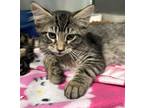 Adopt Cliff a Brown Tabby Domestic Mediumhair (medium coat) cat in Newport