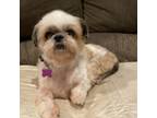 Adopt Pepe a White - with Tan, Yellow or Fawn Shih Tzu / Mixed dog in Phoenix