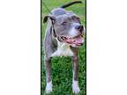 Adopt Tila a Gray/Blue/Silver/Salt & Pepper American Staffordshire Terrier /