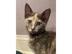 Adopt Page (LE) a Calico or Dilute Calico Domestic Shorthair (short coat) cat in