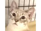 Adopt Simba a Tan or Fawn Tabby Domestic Shorthair / Mixed cat in Casa Grande