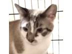Adopt Timba a Tan or Fawn Tabby Domestic Shorthair / Mixed cat in Casa Grande