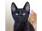 Adopt Atari a All Black Domestic Shorthair / Mixed cat in Morgan Hill
