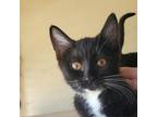 Adopt Spaghetti a All Black Domestic Shorthair / Mixed cat in Morgan Hill