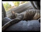 Adopt Sequoia a Brown Tabby Domestic Shorthair (short coat) cat in El Dorado
