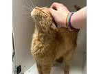 Adopt starsky a Orange or Red Domestic Shorthair / Mixed cat in Philadelphia