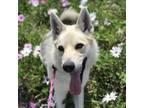 Adopt Neal a Tan/Yellow/Fawn German Shepherd Dog / Husky / Mixed dog in Long
