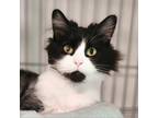 Adopt Cady a All Black Domestic Longhair / Mixed cat in Brighton, MO (38426684)