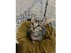 Adopt Pumperknickel a Gray, Blue or Silver Tabby Abyssinian (short coat) cat in