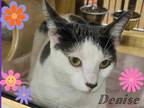 Adopt Denise a Gray or Blue (Mostly) Domestic Shorthair (short coat) cat in
