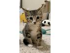 Adopt Meeny a Brown Tabby Domestic Shorthair (short coat) cat in Galt