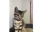 Adopt Mango Lassi a Brown Tabby Abyssinian (short coat) cat in Canoga Park