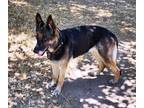 Adopt Baghira a Black - with Tan, Yellow or Fawn German Shepherd Dog / Mixed dog