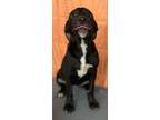Adopt bella 2 a Black - with White Mastiff / Labrador Retriever / Mixed dog in