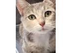 Adopt Ariel a Domestic Shorthair / Mixed (short coat) cat in Angola