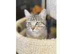 Adopt Maggie a Domestic Shorthair / Mixed (short coat) cat in Heber