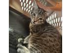 Adopt Sly a Gray or Blue American Shorthair / Mixed cat in Monroeville