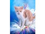 Adopt Colby a Domestic Shorthair / Mixed (short coat) cat in Nashville