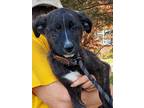 Adopt Hetti dh a Brindle - with White Australian Cattle Dog / Beagle / Mixed dog