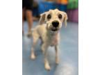 Adopt Roscoe a White Poodle (Miniature) / Mixed dog in Chicago, IL (38572266)