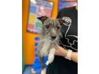 Adopt Prince Scruggs a Gray/Blue/Silver/Salt & Pepper Fox Terrier (Wirehaired) /