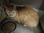 Adopt Toby a Orange or Red Domestic Longhair / Mixed cat in Bossier City