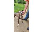 Adopt DAMON a Gray/Blue/Silver/Salt & Pepper American Pit Bull Terrier / Mixed