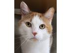 Adopt Pork Chop a White (Mostly) Domestic Shorthair (short coat) cat in
