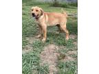 Adopt Sarah a Tan/Yellow/Fawn Labrador Retriever / Mixed dog in Walpole