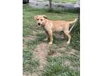 Adopt Evie a Tan/Yellow/Fawn Labrador Retriever / Mixed dog in Walpole
