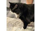 Adopt Beast a Black & White or Tuxedo Domestic Longhair (long coat) cat in