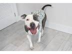 Adopt Sky a Gray/Silver/Salt & Pepper - with White Bull Terrier / Terrier