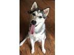Adopt Dusty a Gray/Silver/Salt & Pepper - with White Husky / Mixed dog in