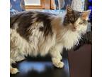 Adopt Dovey- Adopt or Foster a Gray or Blue Domestic Longhair (long coat) cat in