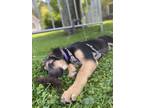 Adopt Bennett a Black - with Tan, Yellow or Fawn Australian Shepherd / German