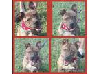 Adopt Paulie a Brindle - with White American Staffordshire Terrier / Mixed dog