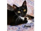 Adopt Xane a All Black Domestic Shorthair / Domestic Shorthair / Mixed cat in