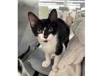 Adopt Randy a All Black Domestic Shorthair / Domestic Shorthair / Mixed cat in