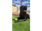Adopt Alita a Black Cane Corso / Mixed dog in Payson, AZ (35759110)