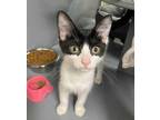 Adopt Cindy a All Black Domestic Shorthair / Domestic Shorthair / Mixed cat in