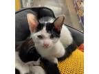 Adopt Sara a All Black Domestic Shorthair / Domestic Shorthair / Mixed cat in