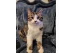 Adopt Batman a Brown Tabby American Shorthair (short coat) cat in Tehachapi