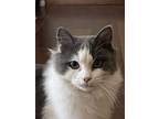 Adopt Hector a Gray or Blue (Mostly) Domestic Mediumhair (medium coat) cat in